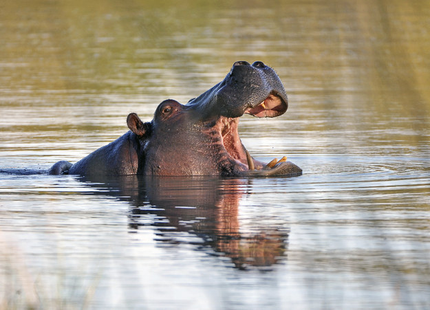 Hippos yawn.