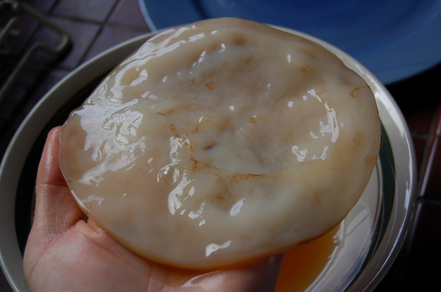 I DO! I KNOW WHAT IT IS, AND NOW YOU KNOW TOO AND YOU'LL WISH YOU DIDN'T. IT’S LITTLE BITS OF “SCOBY." WHAT’S SCOBY, YOU ASK? THIS! THIS IS SCOBY: