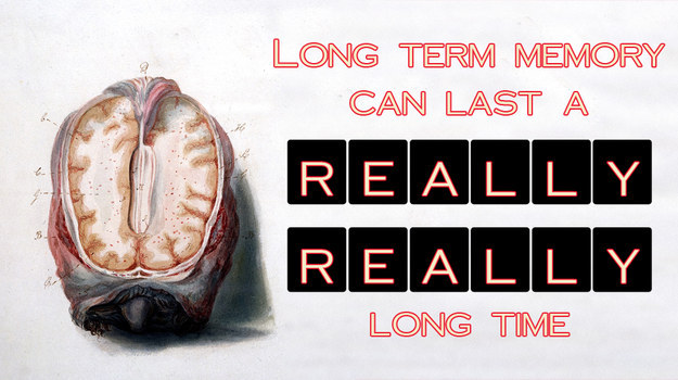 Long-term memory can last a really, really long time.