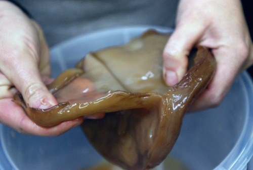 SCOBY is an acronym for "Symbiotic Colony of Bacteria and Yeast," and it’s fucking disgusting.