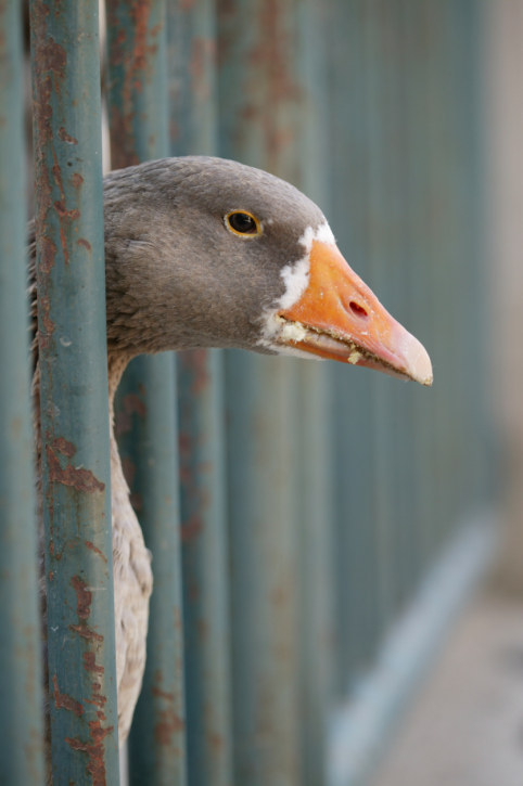 A lonely goose