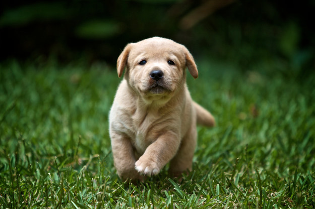 The inevitability of puppy death