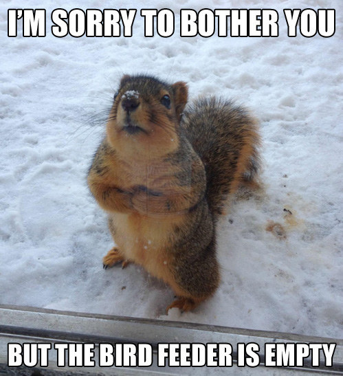 This squirrel meme