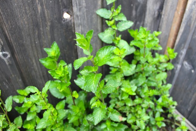 Say hi to my mint plant. I call her Mindy K.
