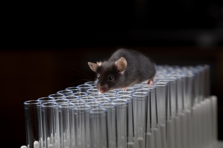 Image: The current vaccine candidates have only been tested in mice and human tissue.